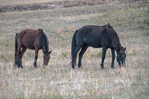 Horses still grazing