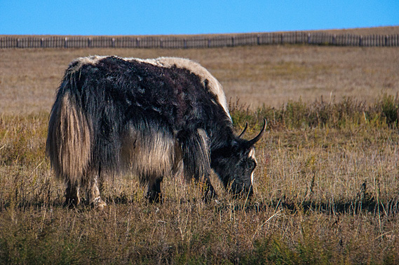 Yak grazing