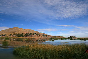 Reeds in the shallows of the lake
