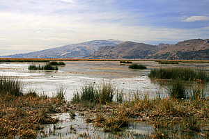 Reeds in the shallows of the lake
