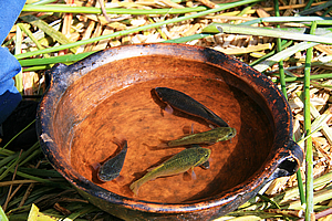Fish in a bowl 