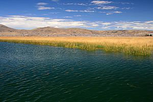 Reeds growing out of the dark lake