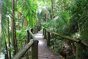 Boardwalk along Rocly Creek