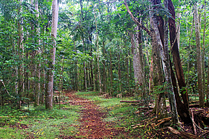 Regenerating forest