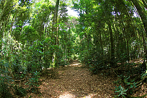 Tall forest of Nightcap National Park