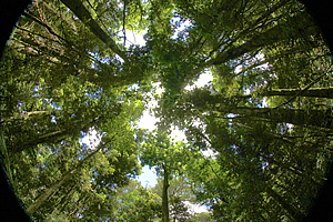 Tall forest 
