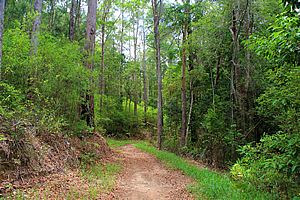 Track above the lake