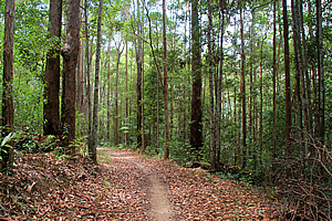 Track above the lake 