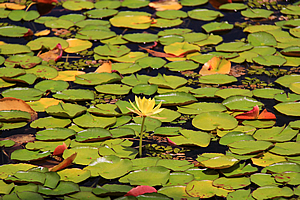 Lilies on the lake