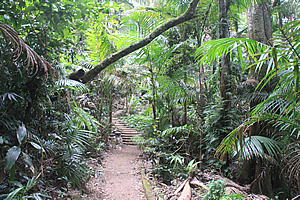 Start of the track through the forest 