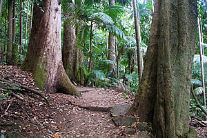 Big trees