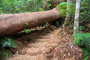 Track ascending the forest