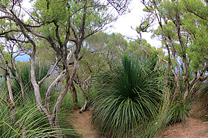 Vegetation around the summit 