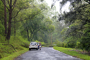 Tree fallen over the road 