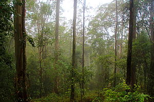 Rainforest in the mist 