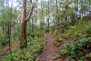 Returning through the gum forest 