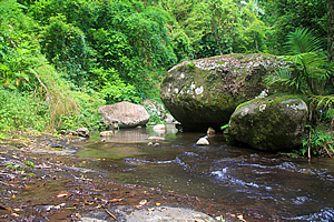 West Canungra Creek