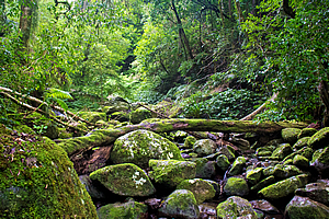 Mossy riverbed