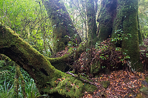 First of the Antarctic Beeches