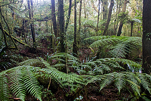 Ferns in the forest 