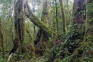 Antarctic beech forest