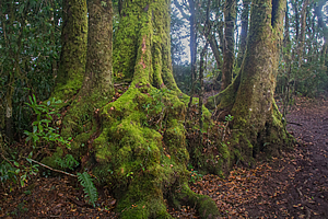 Antarctic beech forest