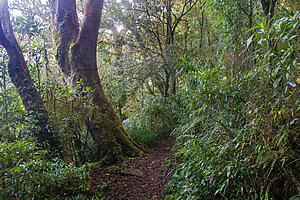 Antarctic beech forest