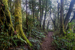 Antarctic beech forest