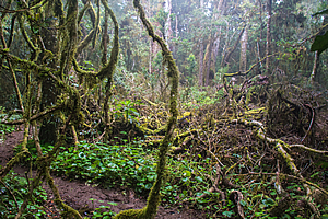Fallen beech tree