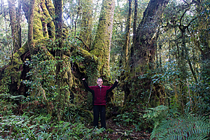 The largest beech tree