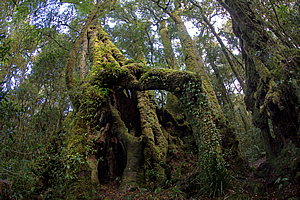 Antarctic beech forest