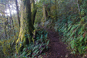 Antarctic beech forest above Albert Rive