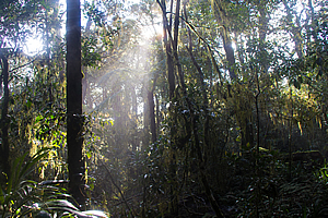 Sun streaming through forest 