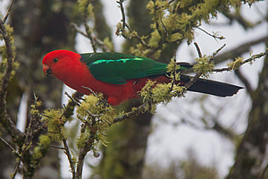 King Parrot 
