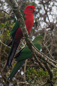 King Parrot 