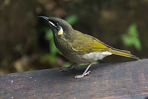Small forest bird