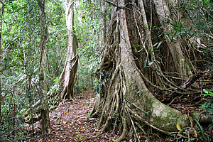 Forest along the border track