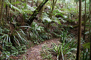 Forest near the gorge