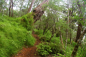 Bright grassy clearing
