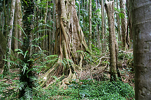 Forest in Witches Falls