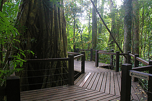 Boardwalk around the strangler fig