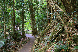 Descending towards the stream