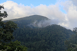 Springbrook from the saddle