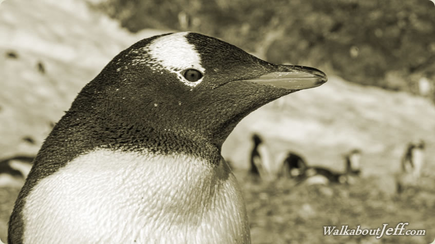 Day 08 - Cuverville to Paradise Harbour