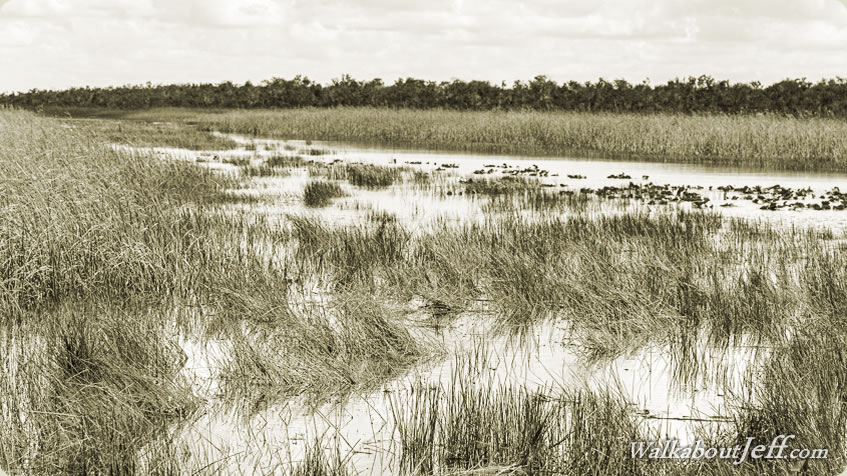 Day 16 - Miami and the Everglades