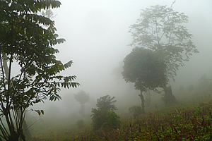 The mist is very thick