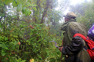 Trekking through the Congo 