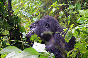 Munching on the vegetation