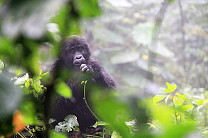 A juvenile