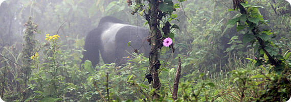 Bwindi Gorilla Trek